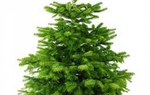 Sapin de Noël - commande