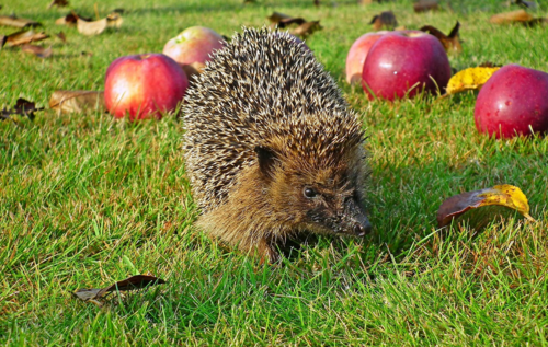 La Charte des Jardins