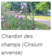 Chardon des champs