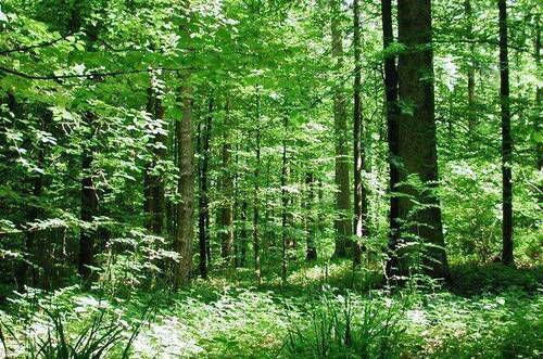 Forêts